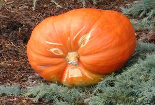 Mom's Mad Pumpkin ,  Nipomo Pumpkin Patch, carving idea